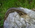 Chalcides ocellatus